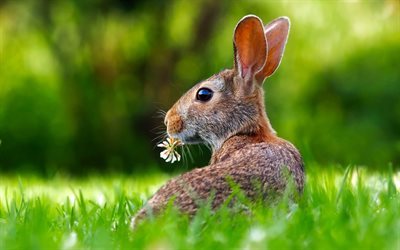 rabbit, green grass, lawn