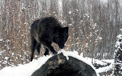en invierno, el negro, el lobo, el bosque, la nieve, los lobos