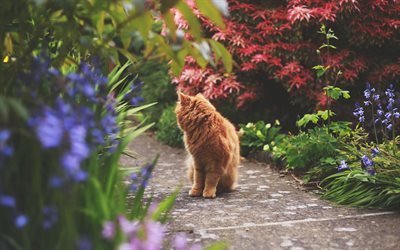 ginger cat, footpath, pets, cats