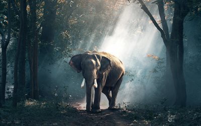 elefante, fauna selvatica, India, foresta