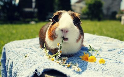 guinea pig, funny animals, chamomile, cute animals, rodent
