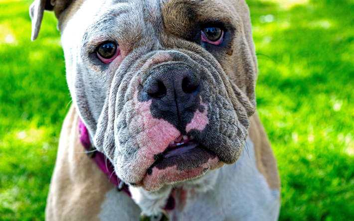 Bulldog ingl&#234;s, 4k, desfoque, animais de estima&#231;&#227;o, Buldogue, cachorros, animais engra&#231;ados, focinho