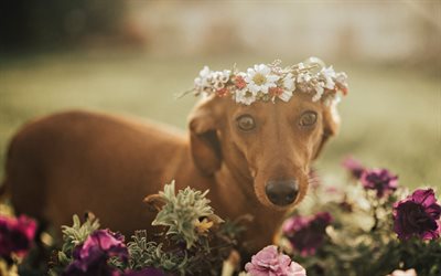 dachshund, small brown dog, spring, wild flowers, pets