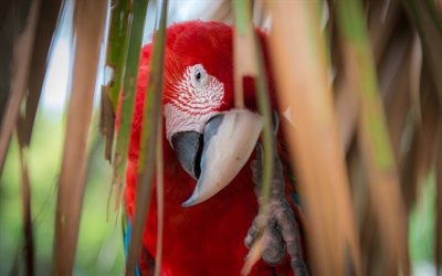 Scarlet macaw, big red parrot, vackra f&#229;glar, ara, Sydamerikanska papegojor