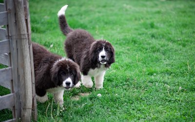 Bucovina Shepherd, 4к, large fluffy dogs, pets, Carpathians, green grass, black and white dogs, Romania
