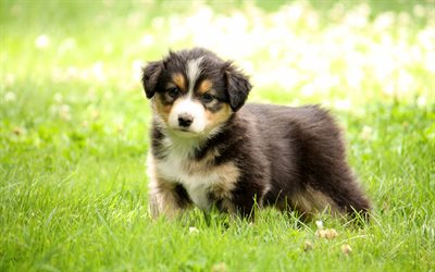 English Shepherd, 4k, small puppy, black dog, cute animals, green grass