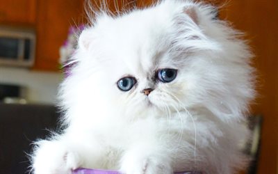 white persian cat, kitten, cute animals, cats, Persian Cats, pets, Persian kitten