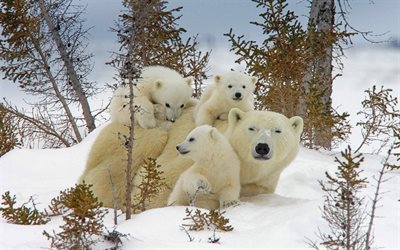 polar bears, family, winter, snow, cubs, bear, Canada, Wapusk National Park
