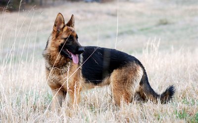 German Shepherd, 4k, domestic dogs, large dog, field