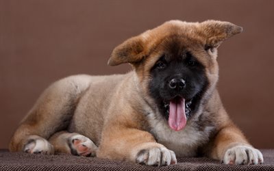 akita inu, brown puppy, small cute dog, pets, Japanese dogs