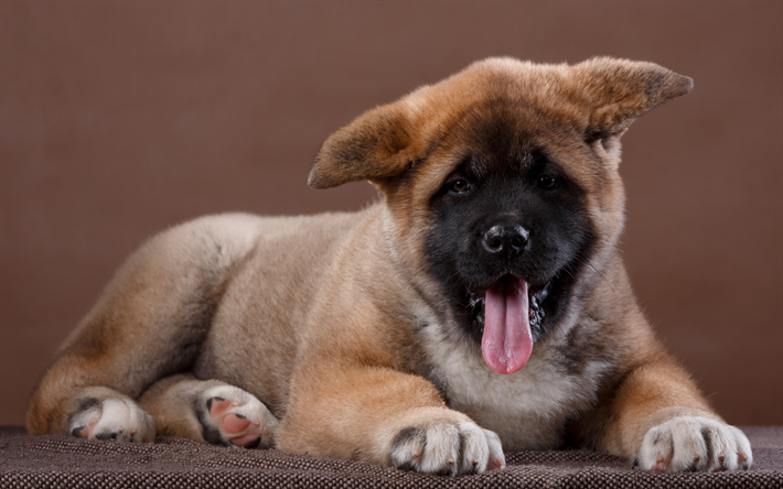 akita inu, brun valp, liten s&#246;t hund, husdjur, Japanska hundar