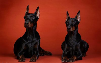 Doberman, Short-haired dogs, black dogs, German service dogs