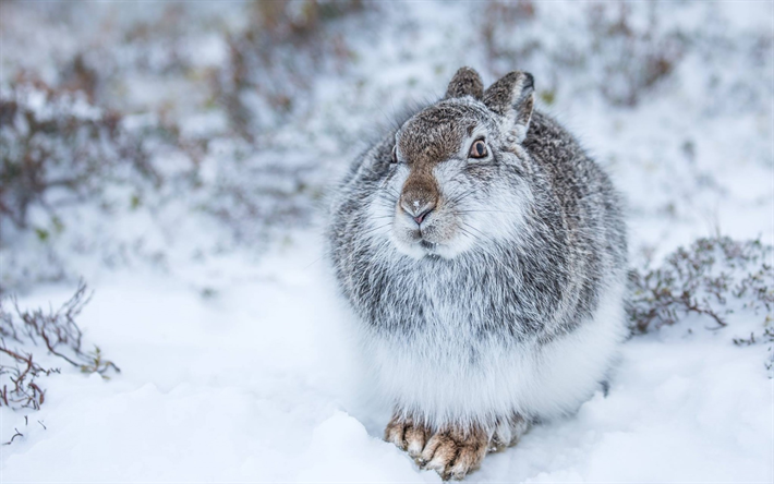 rabbit, winter, snow, forest, big rabbit