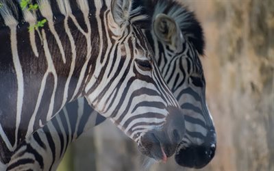 zebras, wildlife, striped animals, Africa