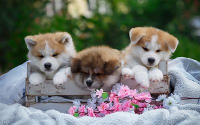 4k, Akita Inu, puppies, pets, cute animals, dogs, puppy, Akita Inu Dogs