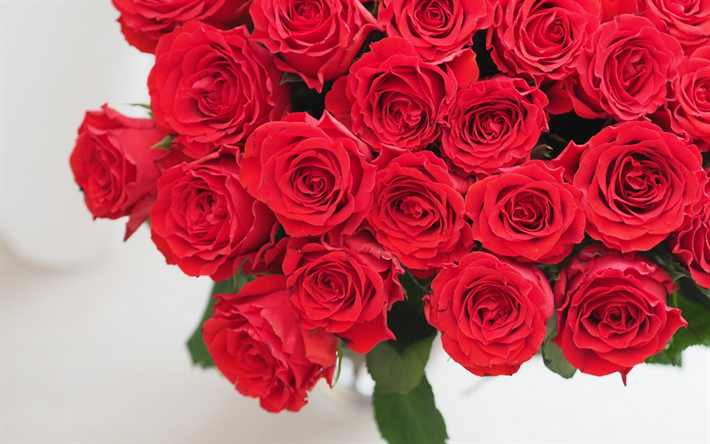 punaisia ruusuja, rosebuds, punainen kimppu, kauniita kukkia, ruusut, romantiikkaa