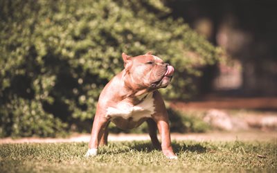 American Bully, 4k, pets, scary dog, dogs, American Bully Dog