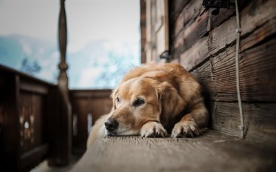 golden retriever, domestic dog, brown dog, labrador, pets, bench