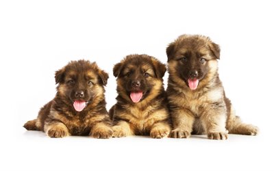 German Shepherd puppies, 4k, trio, small dogs, cute animals, pets