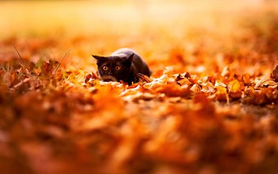 Black British Shorthair Cat, 4k, pets, black cat, autumn, cats, British Shorthair Cat