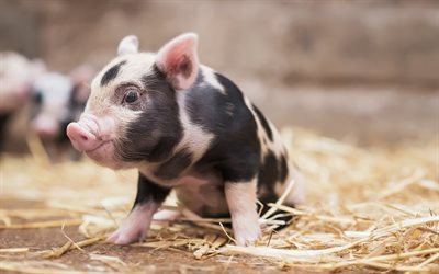 little cute pig, farm, straw, pig, little animal