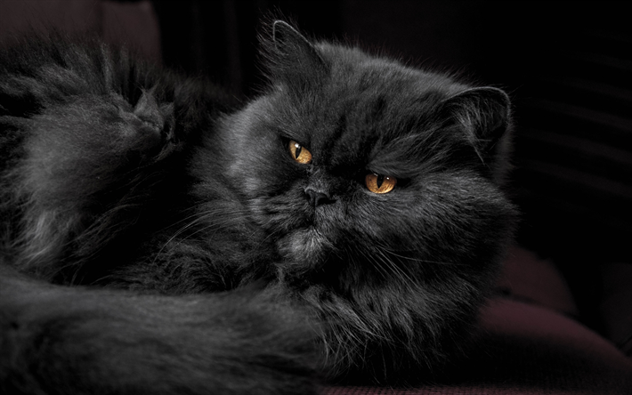 黒ペルシャ猫, 4k, かわいい動物たち, 猫, ペルシャ猫, ペット, 黒猫