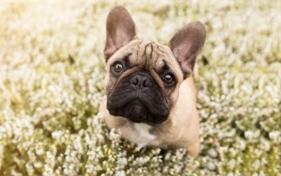 French Bulldog, small dog, puppy, brown bulldog, field, dog in flowers