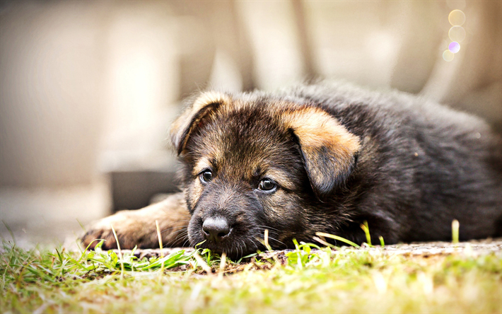 German Shepherd puppy, cute animals, bokeh, pets, small German Shepherd, dogs, German Shepherd Dog
