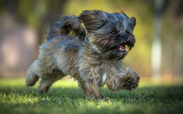 yorkshire terrier, un cane che corre, simpatici animali, divertente, cane, animali domestici, cani