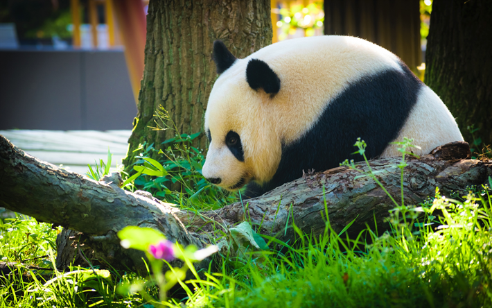 panda, blanca grande, el oso negro, el bosque, animales lindos, los pandas