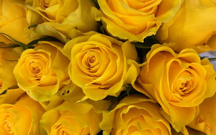 keltaisia ruusuja, kimppu ruusuja, kimppu keltaisia kukkia, keltainen kukka tausta, ruusut, tausta ruusut