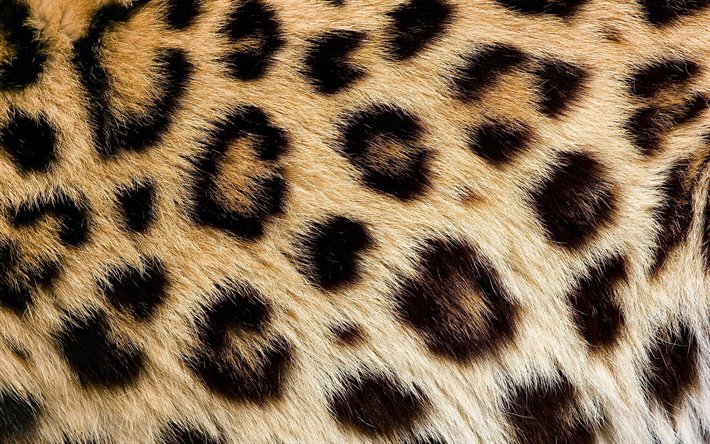 leopard肌, 近, 茶色が汚れた感, マクロ, ヒョウの背景, ヒョウウール, ヒョウ革の背景