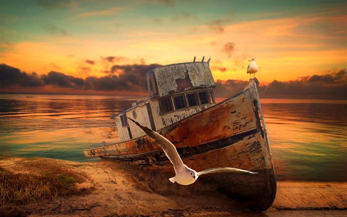 abandoned boat, sunset, seagulls, shore, fishing boat, boat on shore