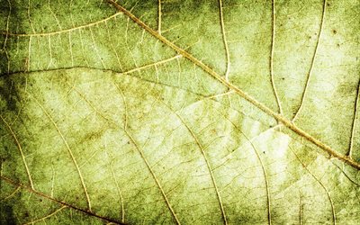 las hojas secas de la textura, 4k, macro, las hojas, la textura, el color verde de las hojas de textura, de color verde hoja, hojas verdes, dise&#241;o de la hoja, de la hoja de texturas