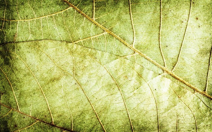 folhas secas textura, 4k, macro, deixa, folhas de textura, folhas verdes textura, folha verde, folhas verdes, teste padr&#227;o da folha, folha de texturas