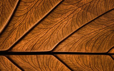 brown feuilles de texture, 4k, usine de textures, de feuilles, de brun, de milieux, de la texture, de feuilles brunes, brun feuille, une macro, un mod&#232;le de feuille de, feuille de textures