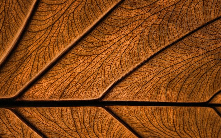 brown leaves texture, 4k, plant textures, leaves, brown backgrounds, leaves texture, brown leaves, brown leaf, macro, leaf pattern, leaf textures