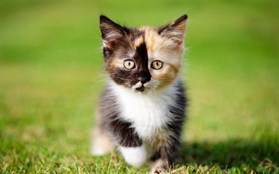 little kitty, green grass, cat, white kitten