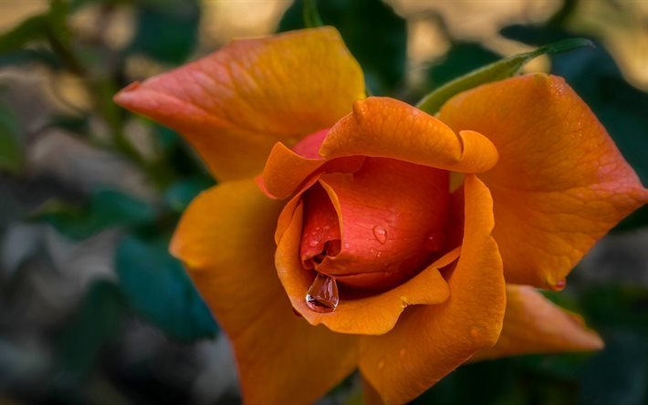 orange, rose, arbuste rose, fleurs d&#39;oranger, roses