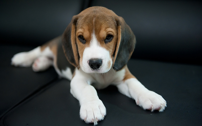 beagle, cani, cucciolo di beagle, simpatici animali