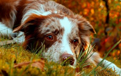 Border Collie, brown-white dog, autumn, yellow leaves, dogs, pets