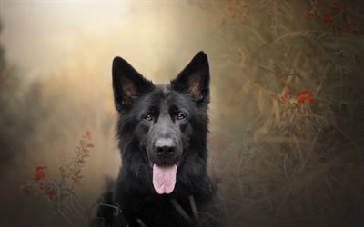 Black German Shepherd, black dog, bokeh, cute animals, close-up, German Shepherd, dogs, German Shepherd Dog