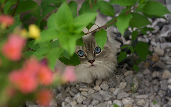 Ragdoll, gris esponjoso gato, animales lindos, gato con ojos azules, mascotas, rama de &#225;rbol, gatos
