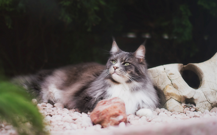 maine coon, fluffy gray cat, cute animals, cats, forest, stones, blur