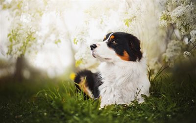 山犬, 大きな美しい犬, 緑の芝生, ペット, 白黒犬, かわいい動物たち, 犬, スイスの山犬