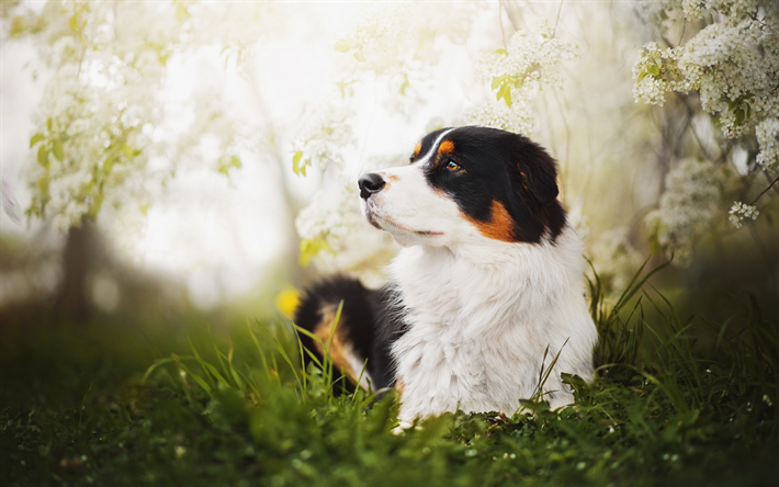 الجبل الكلب, كبيرة جميلة الكلب, العشب الأخضر, الحيوانات الأليفة, الأسود والأبيض الكلب, الحيوانات لطيف, الكلاب, الجبال السويسرية الكلاب
