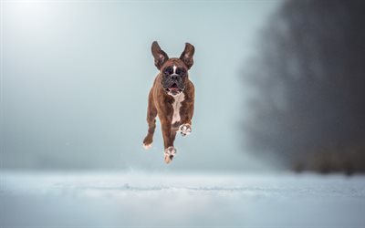 boxer dog, jump, little brown puppy, winter, snow, funny dog, pets, cute animals