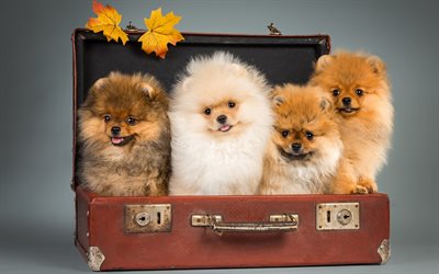 Pomeranian Spitz, fluffy puppies, autumn, suitcase, funny dogs, cute animals, pets, dogs