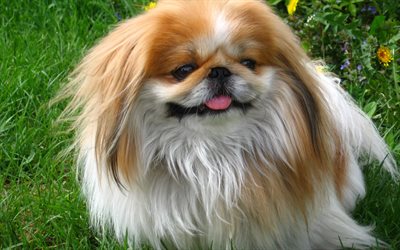Pekingese, lawn, close-up, fluffy dog, cute dog, green grass, pets, cute animals, dogs, Pekingese Dog