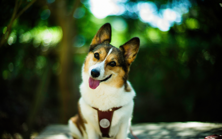 ダウンロード画像 ウェルシュコーギー 夏 ペット コーギー ボケ 犬 かわいい犬 ウェルシュコーギー犬 ペンブロークウェルシュコーギー フリー のピクチャを無料デスクトップの壁紙